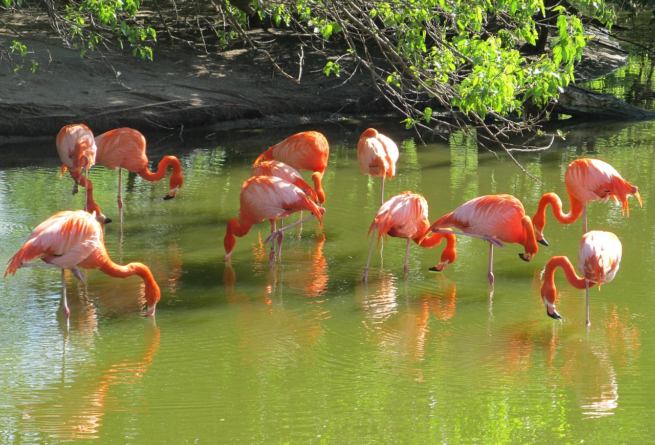 Rožinės Flamingos, Paukščiai, Laukiniai, Laukinė Gamta, Egzotiškas, Vanduo, Plunksnos, Gamta, Natūralus, Vada