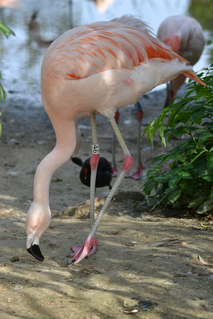 Rožinės Flamingos, Ilgos Kojos, Snapas, Iš Arti, Paukščiai, Plunksnos, Juodas Nulenktas Snapas, Nemokamos Nuotraukos,  Nemokama Licenzija