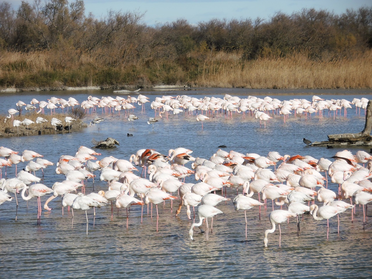 Rožinė Flamandų, Gamta, Gyvūnai, Nemokamos Nuotraukos,  Nemokama Licenzija