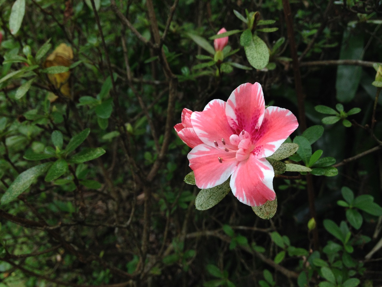 Rožinė Gėlė, Azalija, Maui Nui, Botanikos Sodai, Nemokamos Nuotraukos,  Nemokama Licenzija
