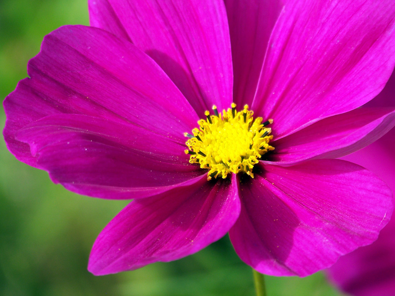 Rožinis,  Geltona,  Gėlė,  Wildflower,  Rožinė Gėlė, Nemokamos Nuotraukos,  Nemokama Licenzija