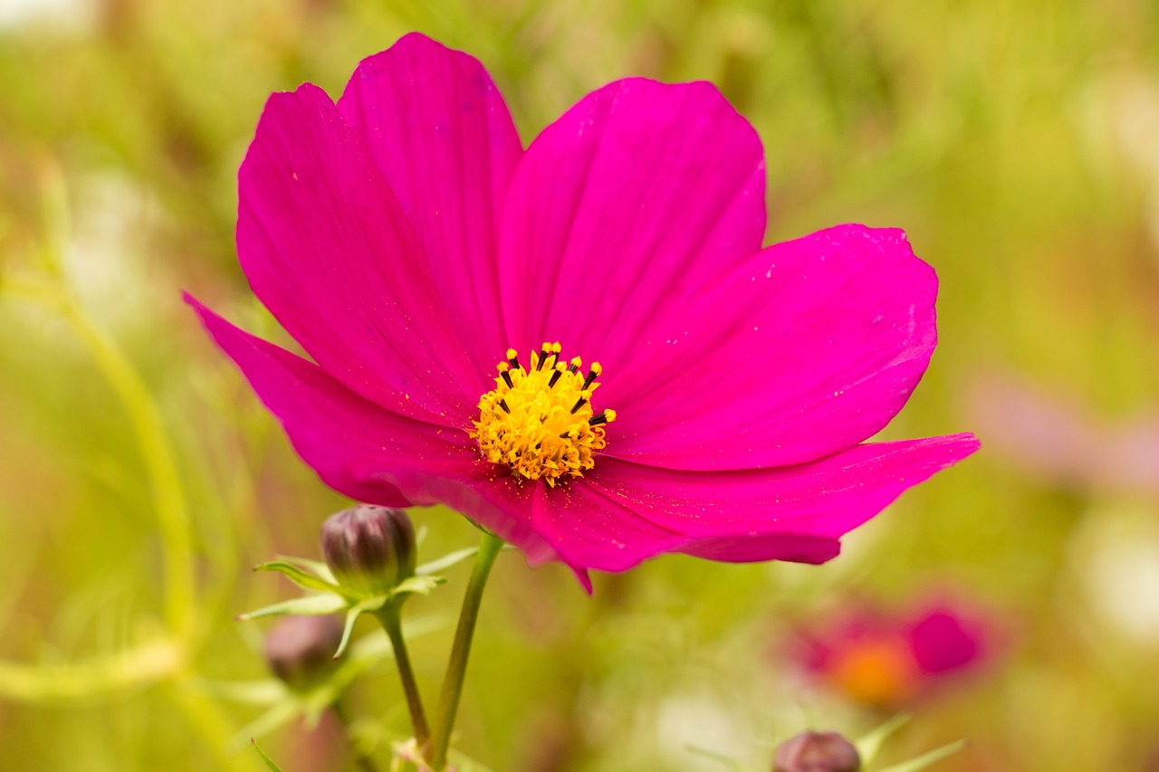 Rožinė Gėlė, Kosmosas, Kosmee, Lankstinukas Leved Schmuckblume, Cosmos Bipinnatus, Rožinis, Žiedas, Žydėti, Gėlė, Augalas