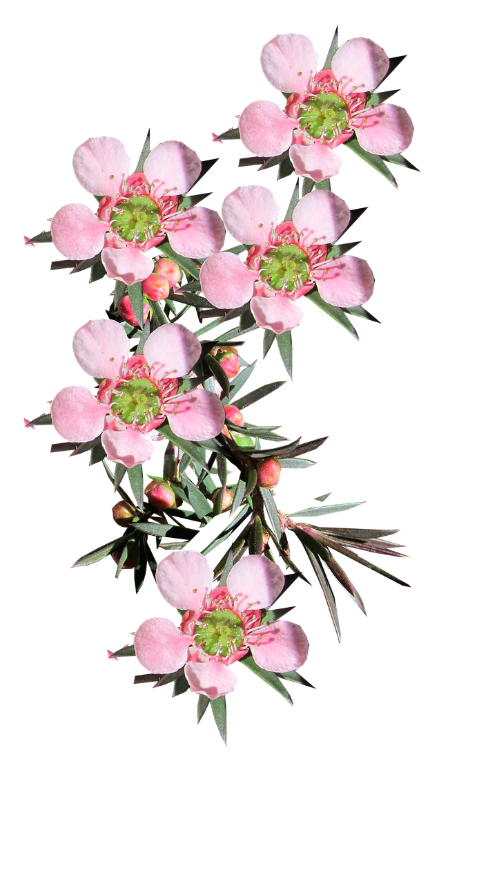Rožinė Gėlė, Arbatos Medis, Gimtoji, Australia, Nemokamos Nuotraukos,  Nemokama Licenzija
