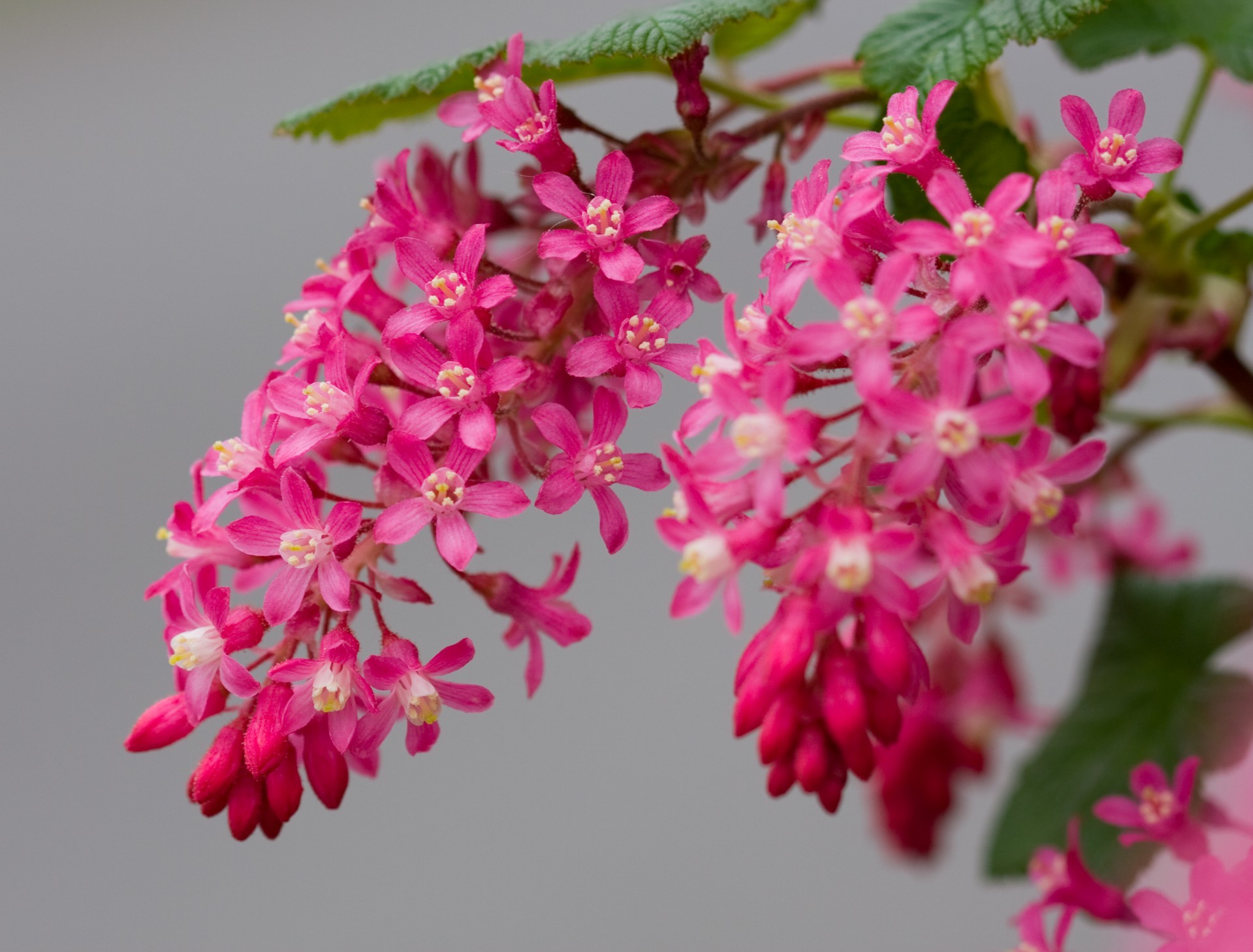 Gėlė,  Gėlės,  Žydėti,  Žydi,  Žiedas,  Rožinis,  Makro,  Gražus,  Gėlių,  Flora