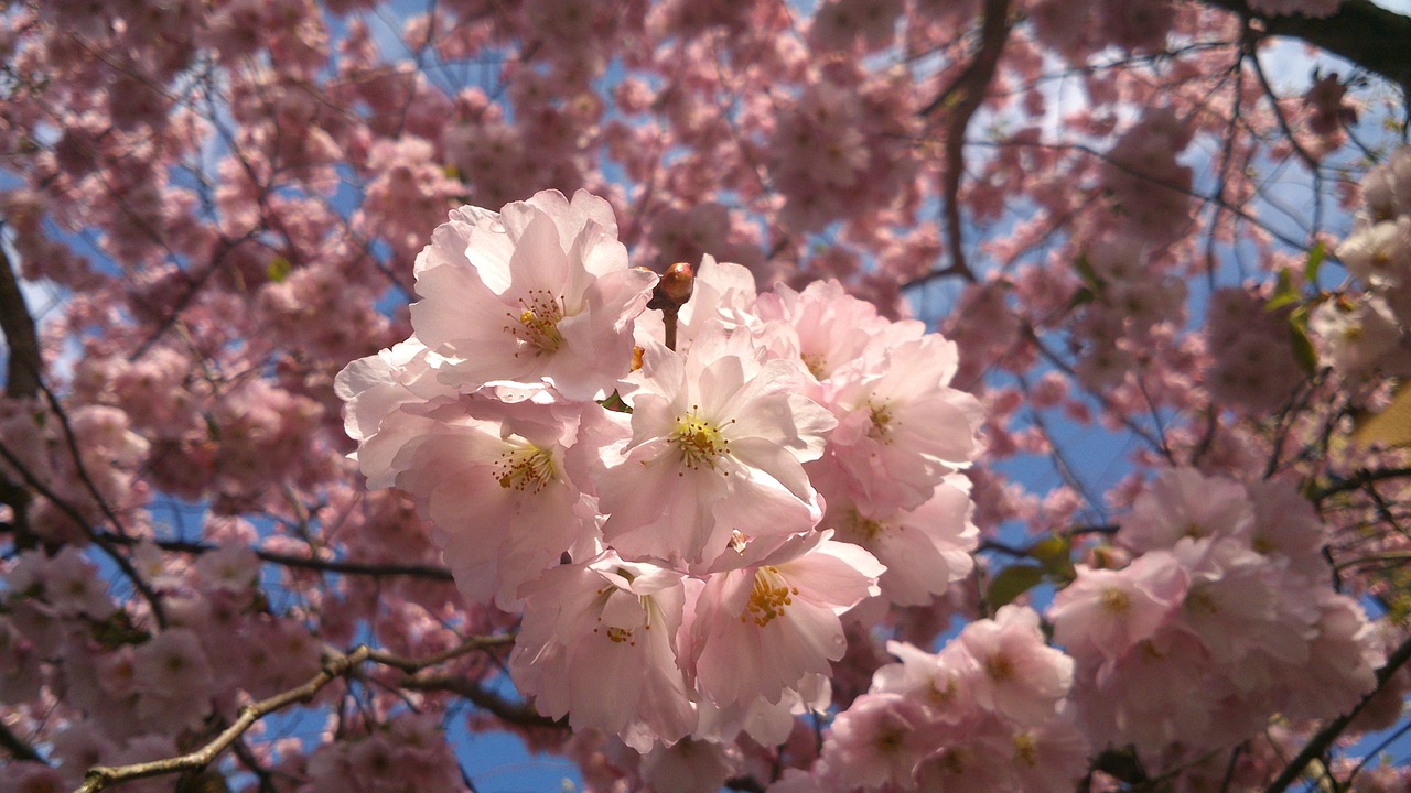 Rožinės Gėlės, Vyšnių Medžiai, Pavasaris, Žydintys Medžiai, Japonų Vyšnios, Gėlė, Žydėjimas, Nemokamos Nuotraukos,  Nemokama Licenzija