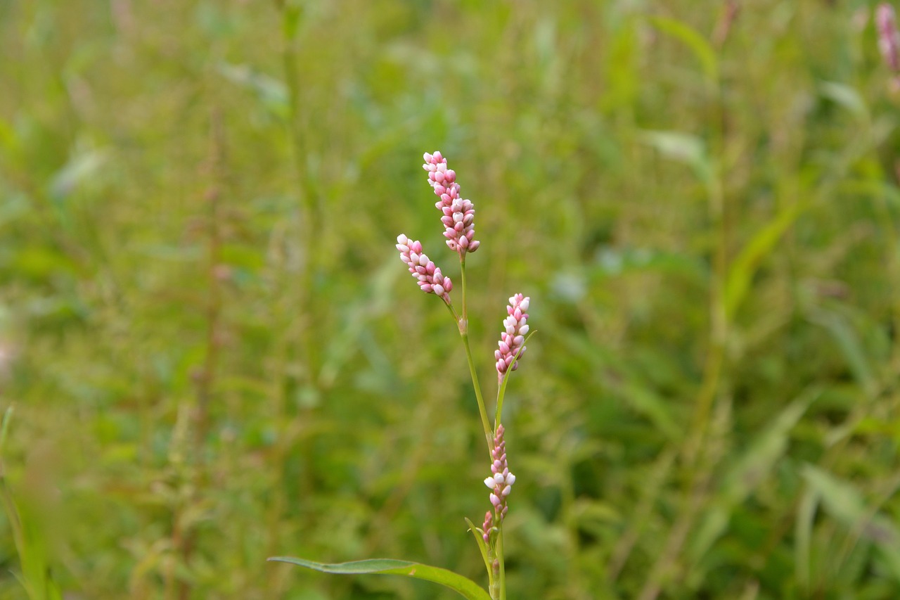 Rožinės Gėlės, Aukšta Žolė, Gamta, Prairie, Rožinė Gėlė, Nemokamos Nuotraukos,  Nemokama Licenzija