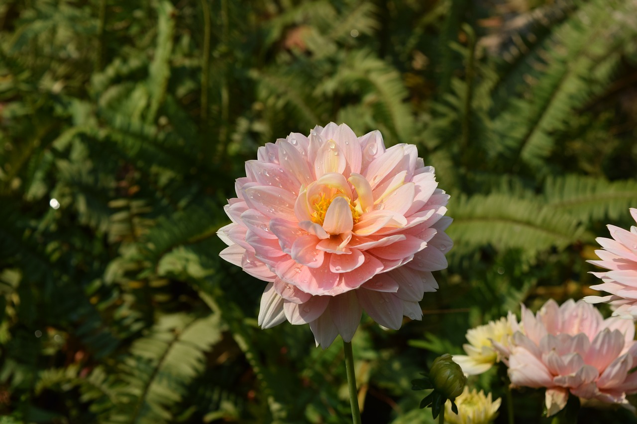 Rožinė Šviežios Gėlių Skonio, Gėlės, Chiang Mai Tailandas, Nemokamos Nuotraukos,  Nemokama Licenzija