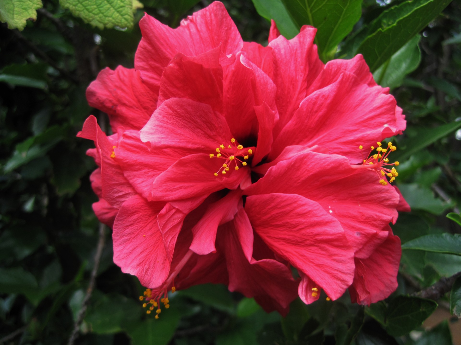 Gėlė,  Hibiscus,  Rožinis,  Šviesus,  Atviras,  Rožinis Hibiscus, Nemokamos Nuotraukos,  Nemokama Licenzija