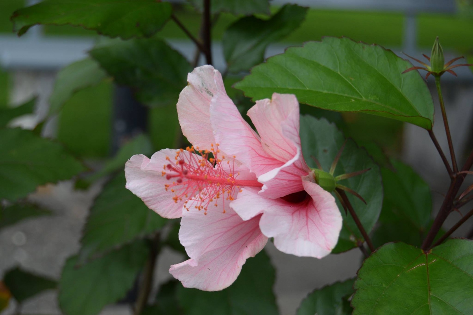 Gėlės,  Hibiscus,  Rožinis,  Rožinis Hibiscus, Nemokamos Nuotraukos,  Nemokama Licenzija