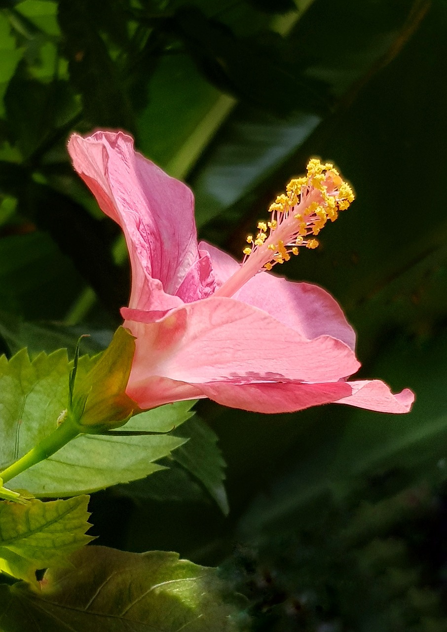 Rožinė Hibiscus,  Atogrąžų Hibiscus,  Gėlė,  Pobūdį,  Floros,  Sodas,  Lapų,  Lauke,  Žydi,  Augimas