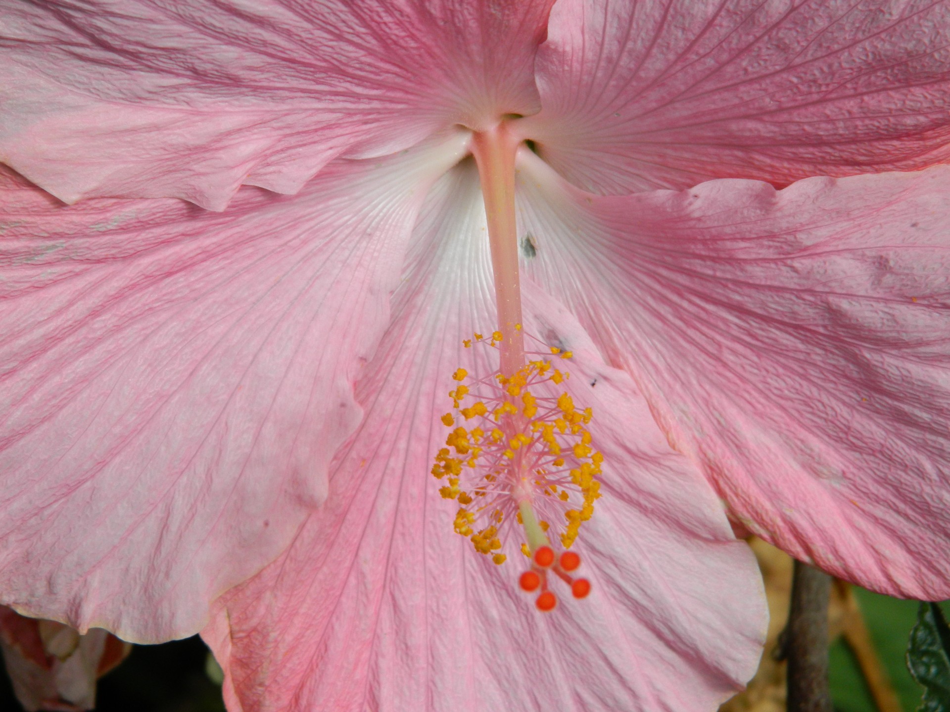 Gėlė,  Rožinė & Nbsp,  Gėlė,  Gamta & Pink & Nbsp,  Fonas,  Fonas & Nbsp,  Gėlė,  Sodas & Nbsp,  Hibiscus,  Rožinė Hibiscus Gėlė