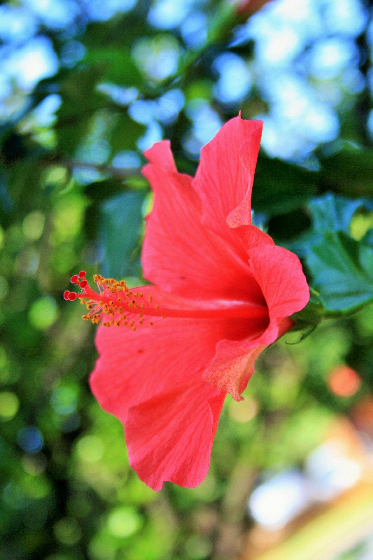 Hibiscus,  Gėlė,  Rožinis,  Subtilus,  Švelnus,  Rožinis Hibiscus, Nemokamos Nuotraukos,  Nemokama Licenzija