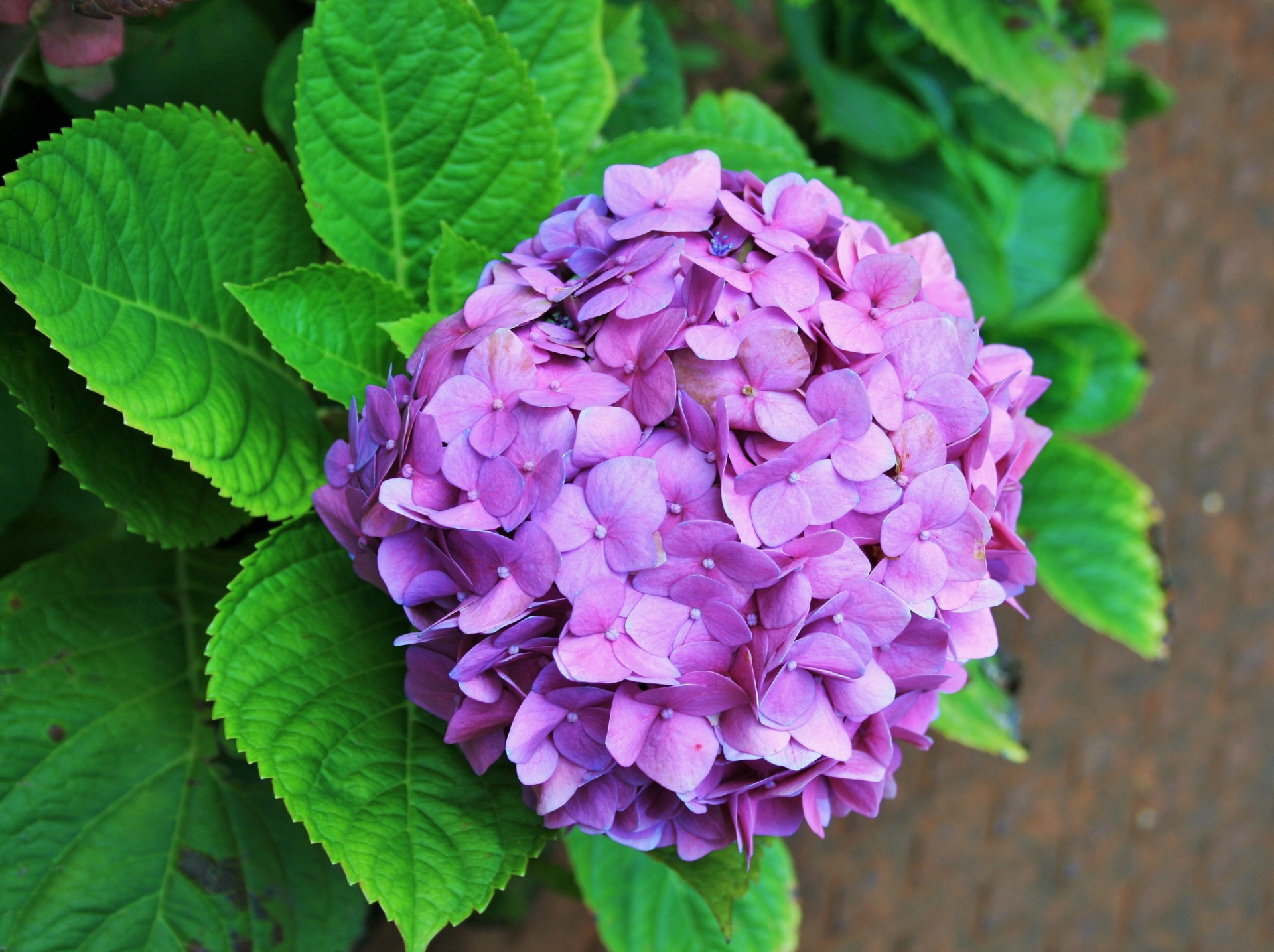 Gėlė,  Florets,  Hortenzija,  Subtilus,  Rožinis,  Rožinė Hydrangea Gėlė, Nemokamos Nuotraukos,  Nemokama Licenzija