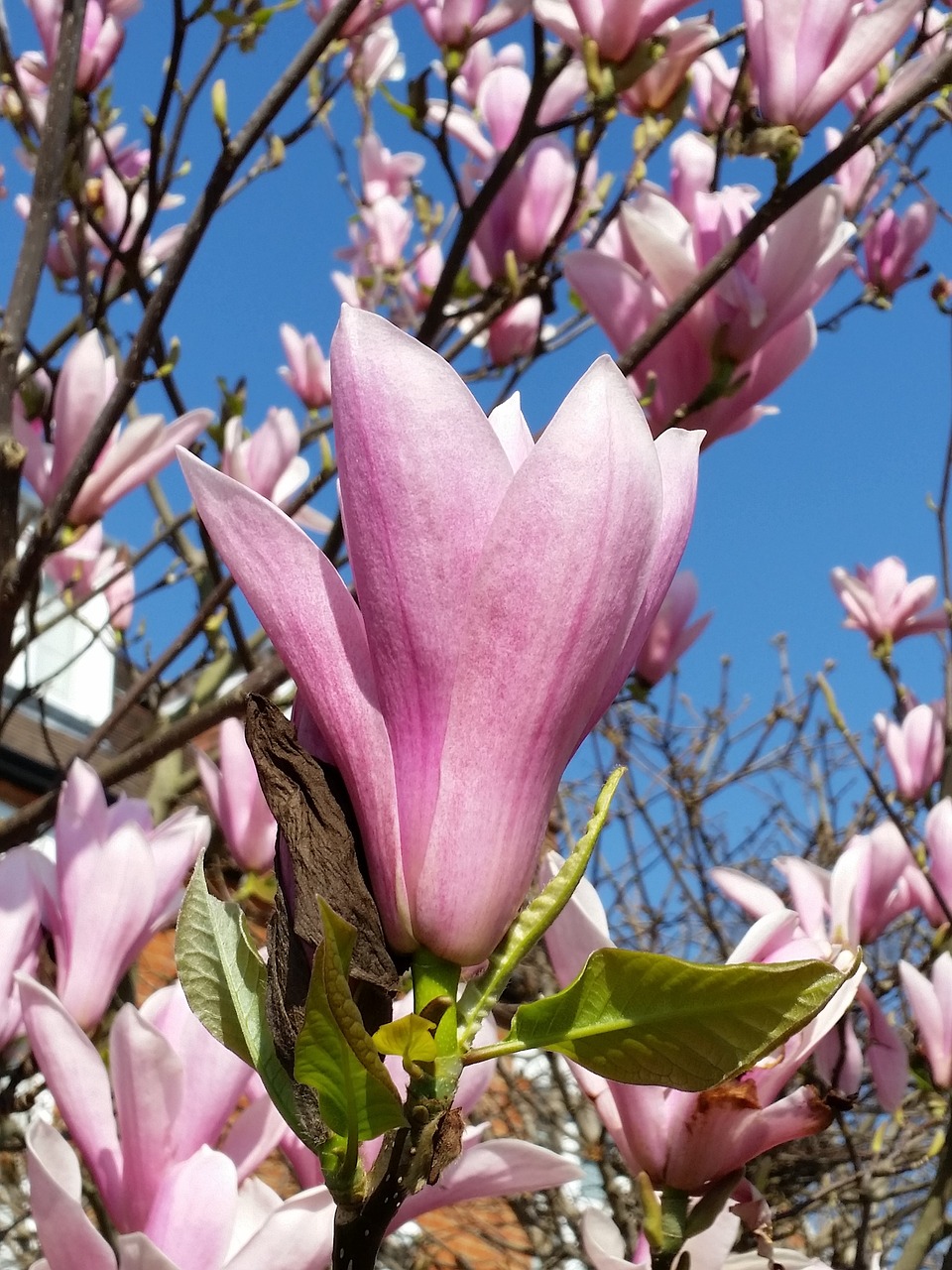 Rožinė Magnolija,  Žiedas,  Gamta,  Gėlė,  Pavasaris, Nemokamos Nuotraukos,  Nemokama Licenzija