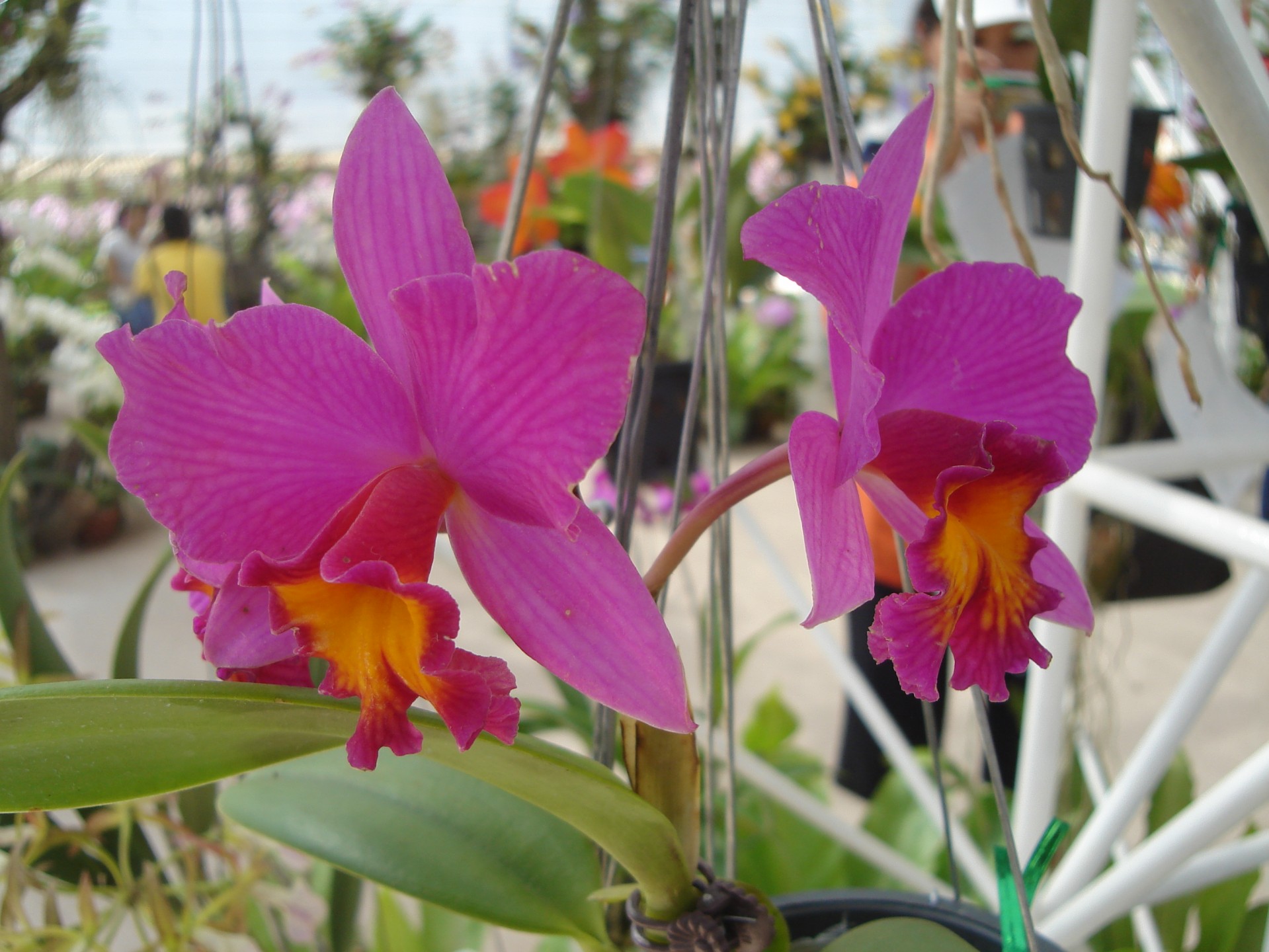 Rožinis,  Violetinė,  Orchidėja,  Gėlė,  Augalas,  Rožinė Orchidėja, Nemokamos Nuotraukos,  Nemokama Licenzija