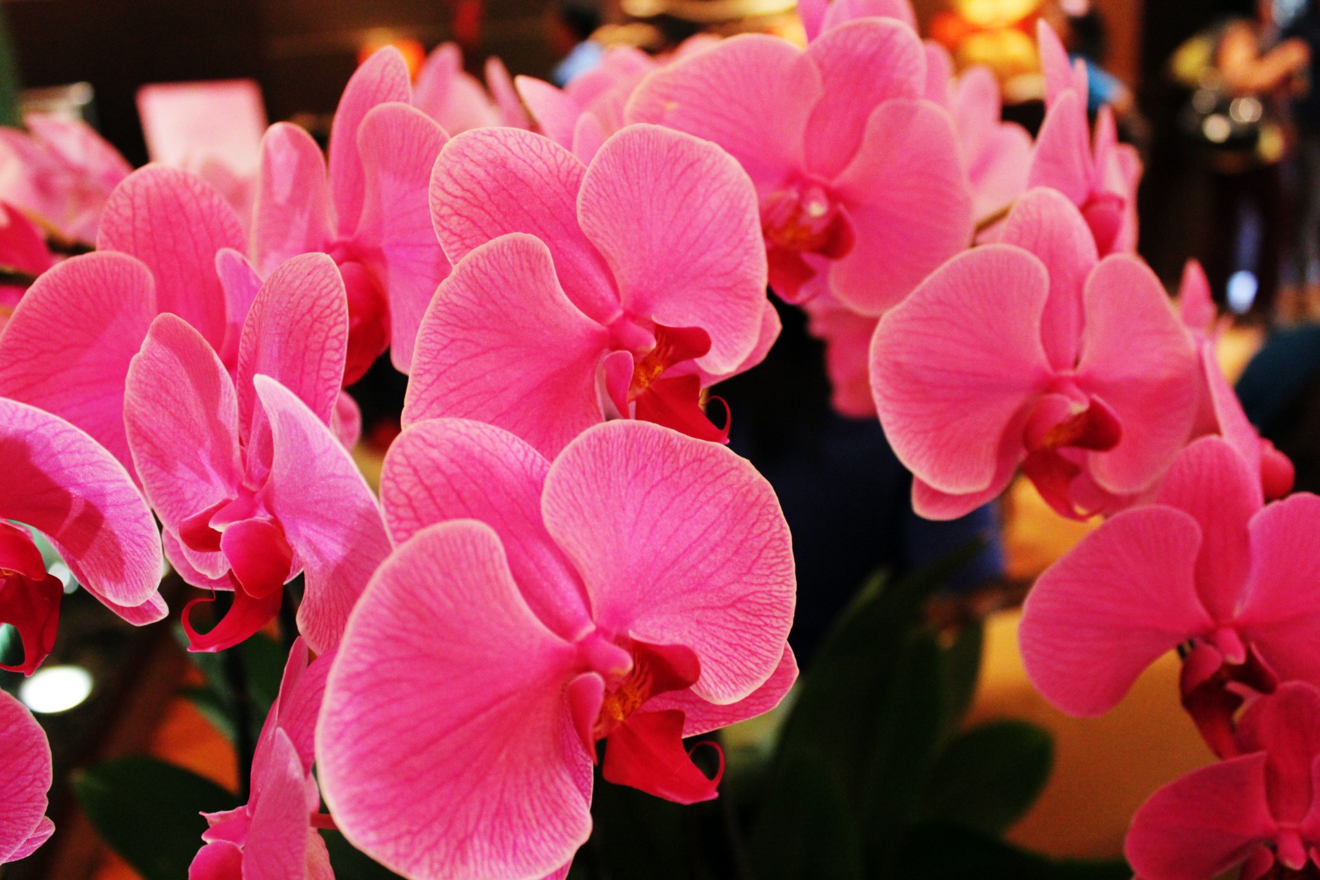 Orchidėjos,  Rožinės & Nbsp,  Orchidėjos,  Rožinis,  Žiedlapiai,  Rožinės & Nbsp,  Žiedlapių,  Stiebas,  Gėlės,  Gėlė