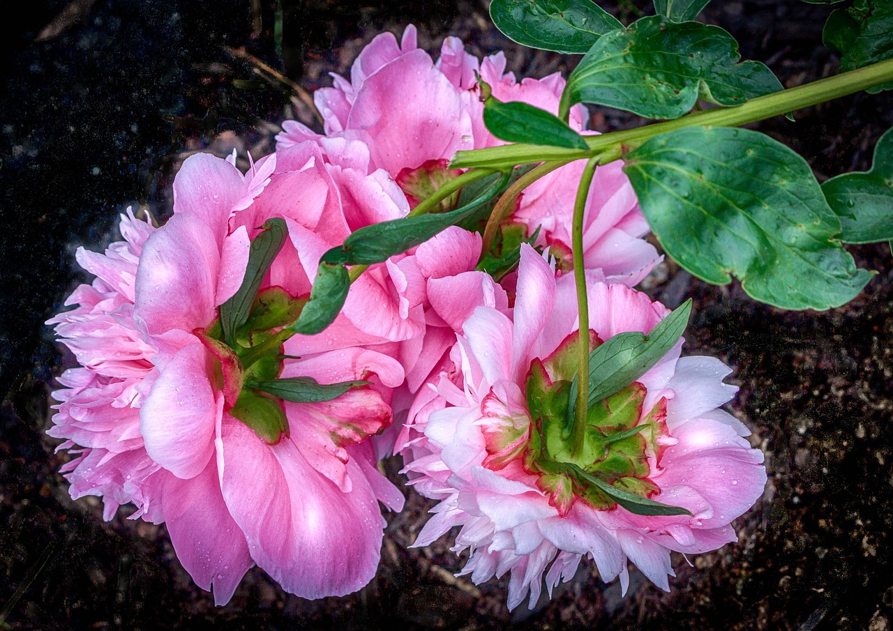 Rožinis Peonija, Žiedai, Daugiametis, Paeoniaceae, Pavasario Gėlės, Pilnai Žydėti, Hdr, Rožinės Gėlės, Gėlių, Žali Lapai