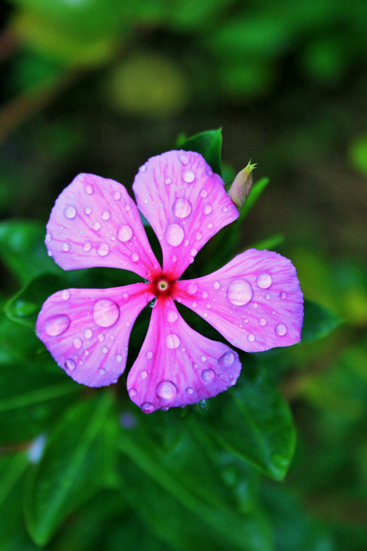 Gėlė,  Periwinkle,  Rožinis,  Šlapias,  Lietus,  Lašai,  Rožinis Periwinkle Su Waterdrops, Nemokamos Nuotraukos,  Nemokama Licenzija