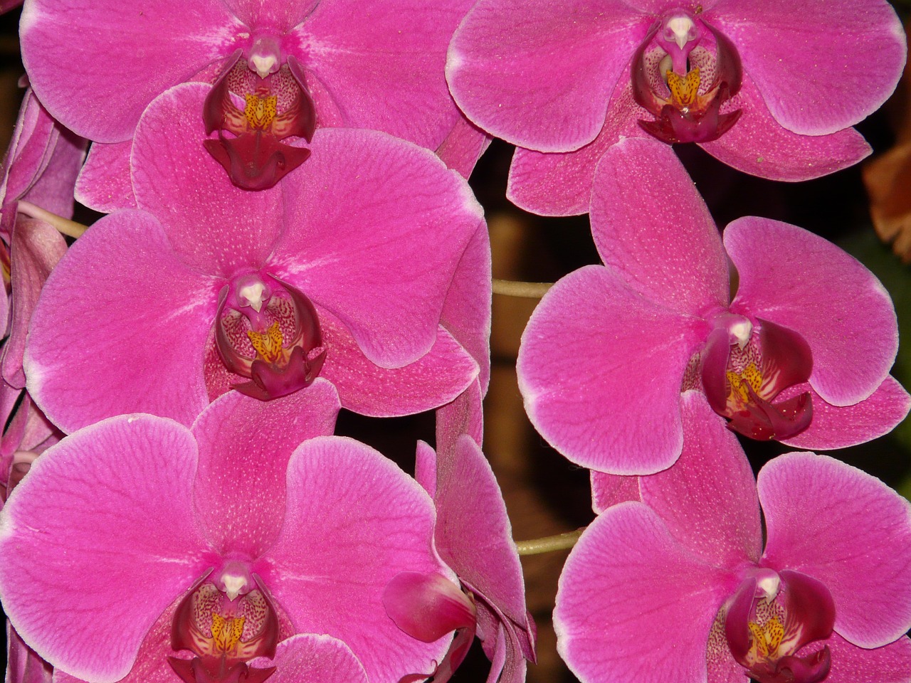 Rožinis Falaenopsis, Orchidėja, Rožinis, Orchidaceae, Tropinė Orchidėja, Atogrąžų, Egzotiškas, Gėlė, Žiedas, Žydėti
