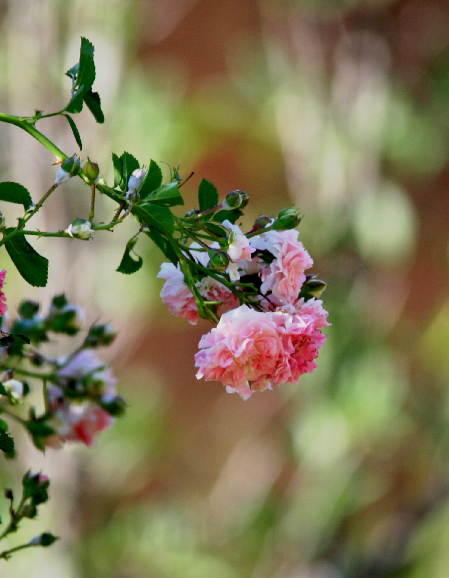 Gėlės,  Rožės,  Žydi,  Rožinis,  Sodas,  Rožinė Rambling Rose, Nemokamos Nuotraukos,  Nemokama Licenzija