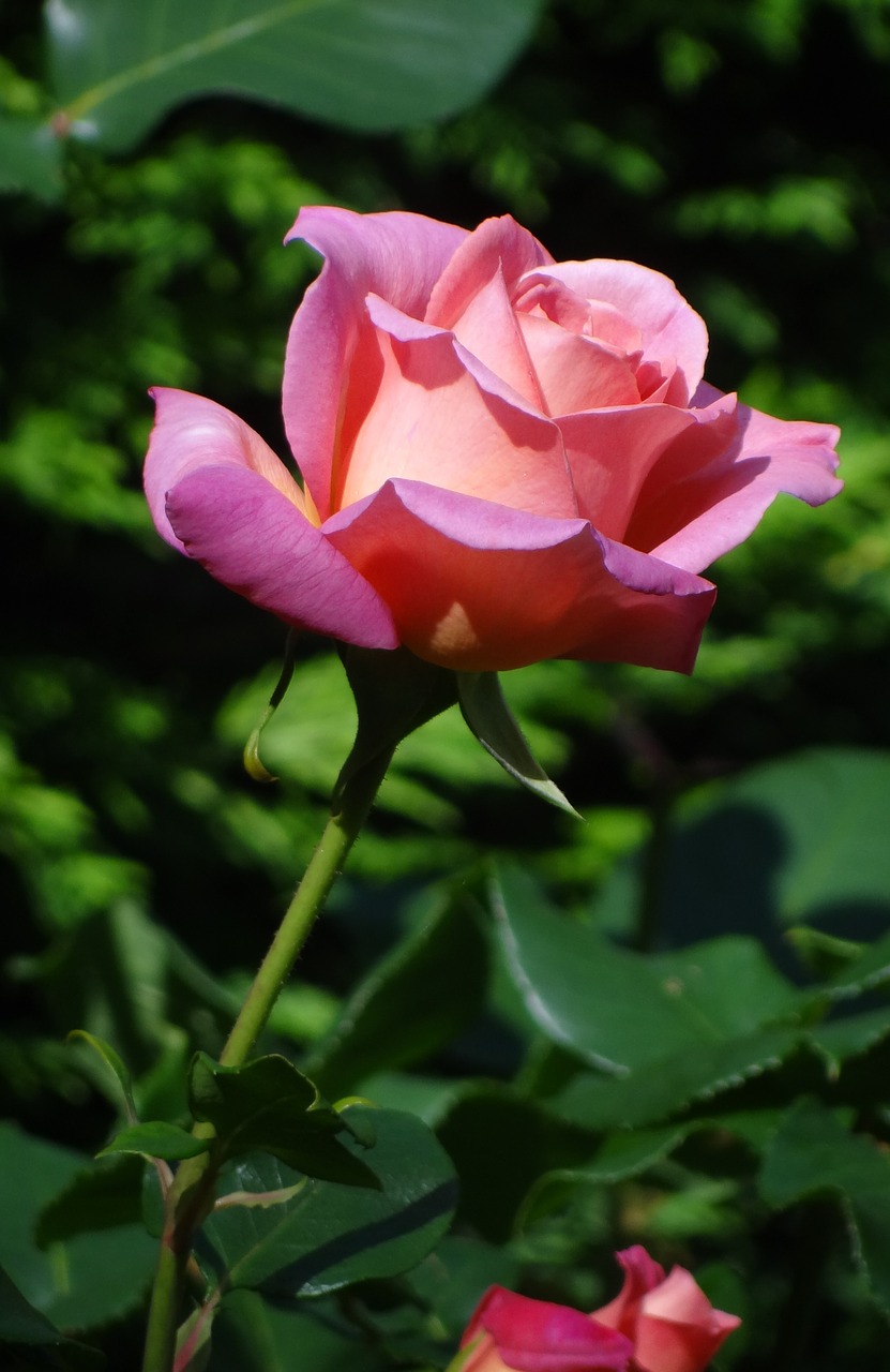 Rožinė Rožė, Rožė, Vasaros Gėlė, Nemokamos Nuotraukos,  Nemokama Licenzija