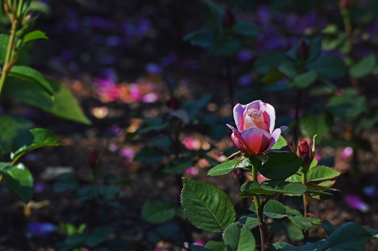 Rožinė Rožė, Chicago Botanikos Sodai, Gėlės, Gamta, Rožinis, Spalva, Nemokamos Nuotraukos,  Nemokama Licenzija