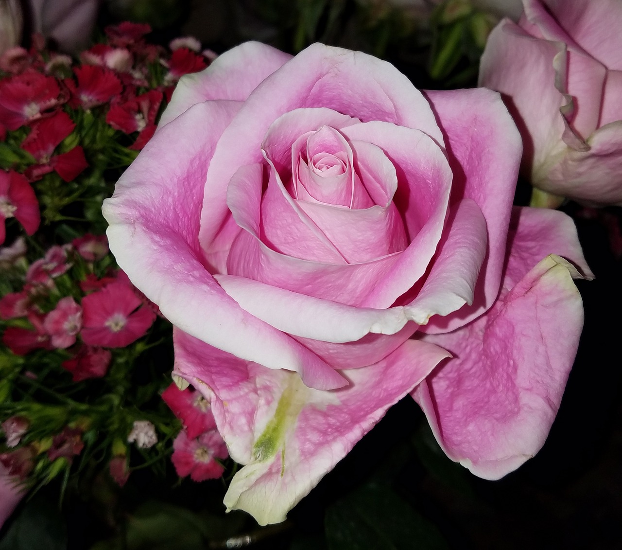 Rožinė Rožė, Rožė, Rožinis, Gėlė, Žiedlapis, Romantika, Nemokamos Nuotraukos,  Nemokama Licenzija