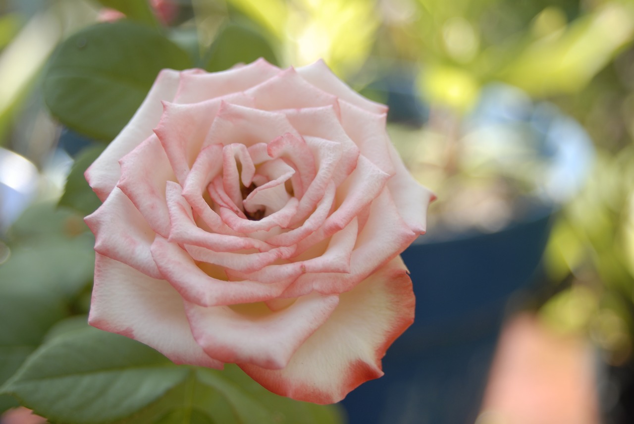 Rožinė Rožė, Regioninis, Gėlės, Žiedlapiai, Nemokamos Nuotraukos,  Nemokama Licenzija