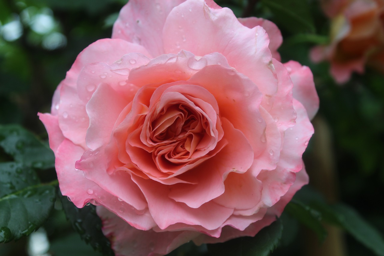 Rožinė Rožė,  Atogrąžų Lietaus,  Šlapias Rose,  Užpildytas Išaugo,  Atvira Rose,  Romantiškas,  Floribunda,  Rožė, Nemokamos Nuotraukos,  Nemokama Licenzija