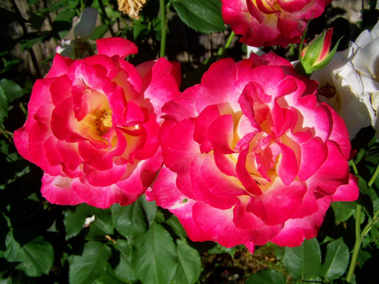 Rožinė Rožė, Gėlių Sodas, Vasaros Gėlė, Nemokamos Nuotraukos,  Nemokama Licenzija