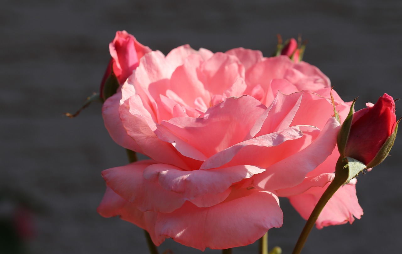 Rožinė Rožė Papillon,  Rytą,  Žydi,  Gėlė,  Sodas,  Spalvinga,  Dekoratyvinis,  Gėlių,  Natūralus,  Šviežias