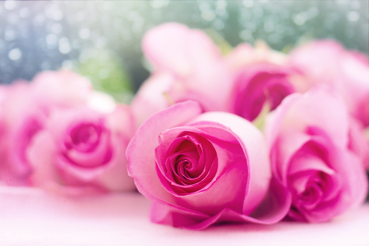 Rožinės Rožės, Rožės, Gėlės, Romantika, Romantiškas, Meilė, Valentine, Gėlių, Puokštė, Žiedai