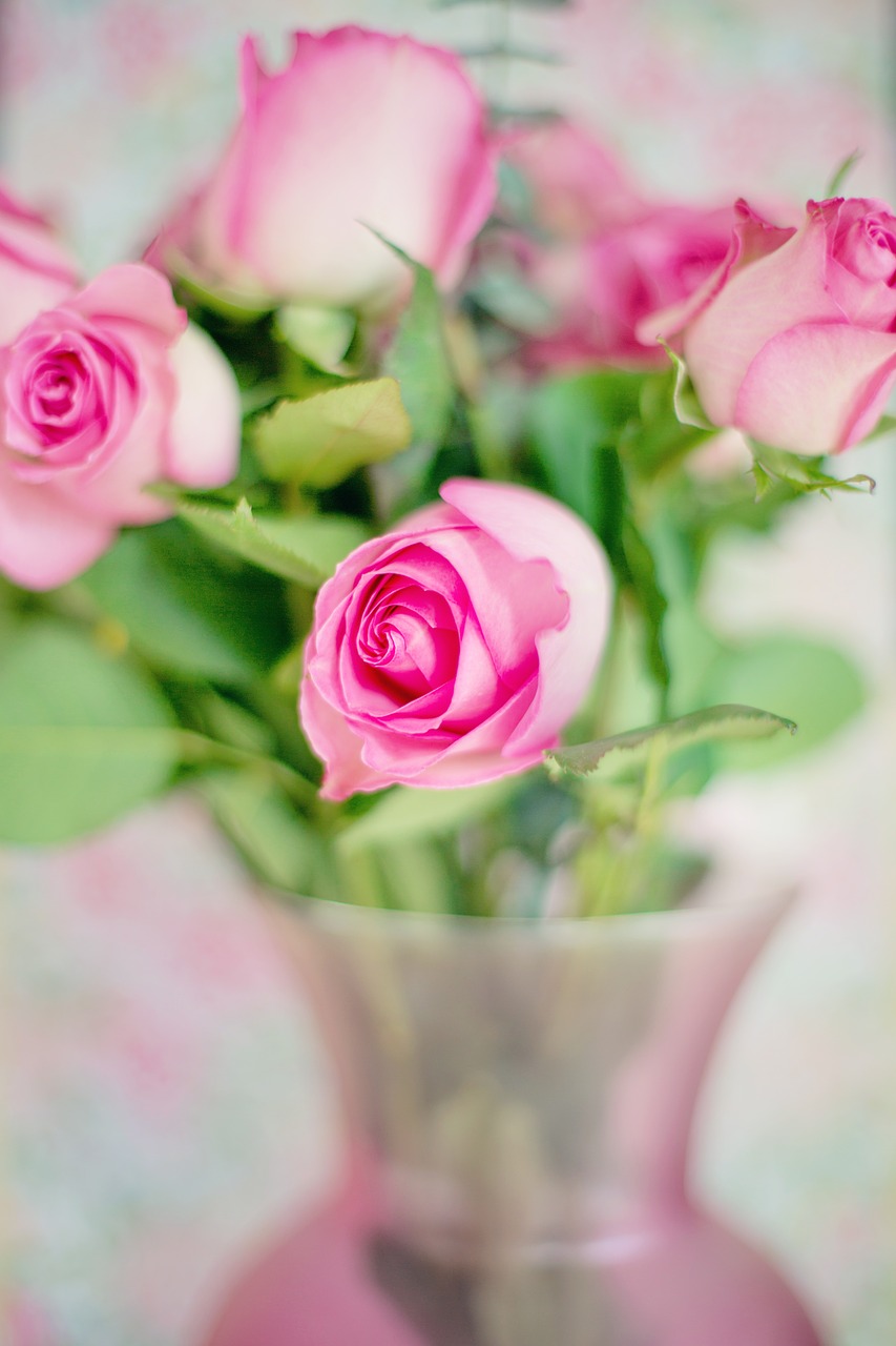 Rožinės Rožės, Rožės, Gėlės, Romantika, Romantiškas, Meilė, Valentine, Gėlių, Puokštė, Žiedai