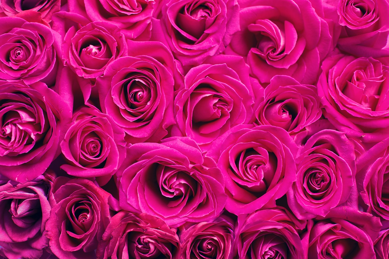 Rožinės Rožės, Rožės, Fonas, Fonas, Rožinis, Romantika, Romantiškas, Valentine, Meilė, Gėlių