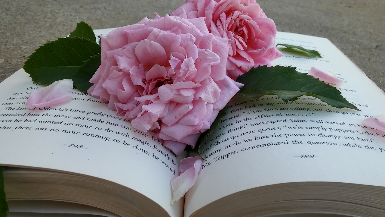 Rožinės Rožės, Knyga, Gėlių Žiedlapiai, Lapai, Nemokamos Nuotraukos,  Nemokama Licenzija