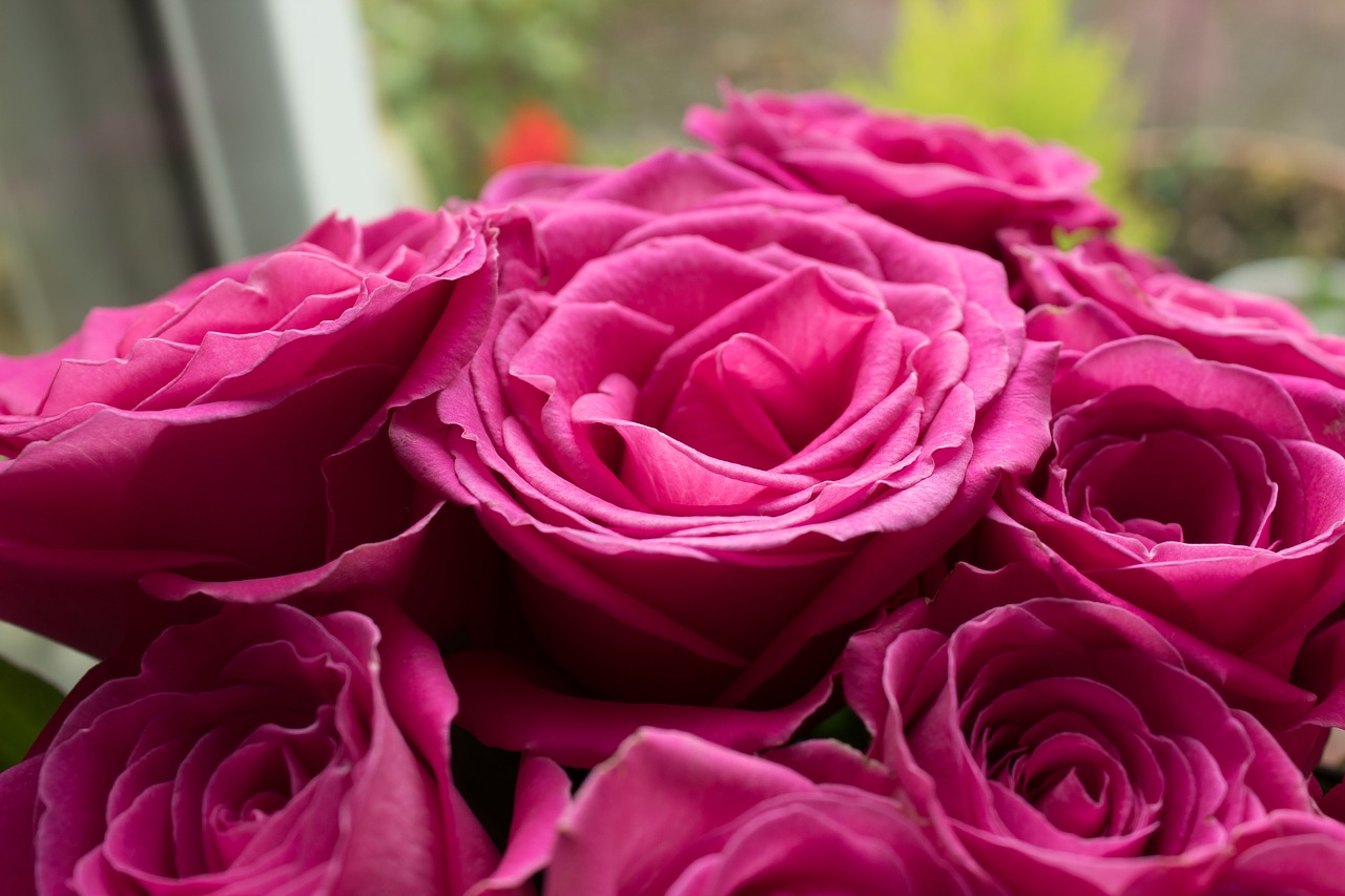 Rožinės Rožės, Rožės, Rožinės Gėlės, Rožinės Žiedlapių, Rožinis, Gėlės, Vasara, Romantika, Romantiškas, Meilė