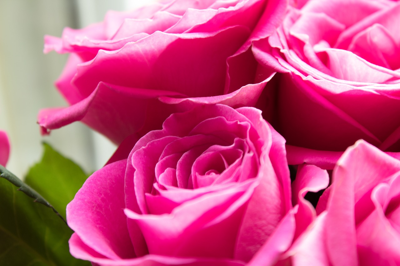Rožinės Rožės, Rožės, Rožinės Gėlės, Rožinės Žiedlapių, Rožinis, Gėlės, Vasara, Romantika, Romantiškas, Meilė