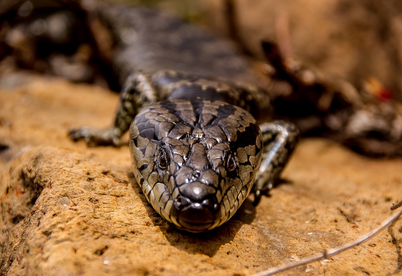 Rožinė Tongued Skink, Skink, Driežas, Ropliai, Svarstyklės, Blizgantis, Ruda, Raguotas, Modelis, Laukiniai