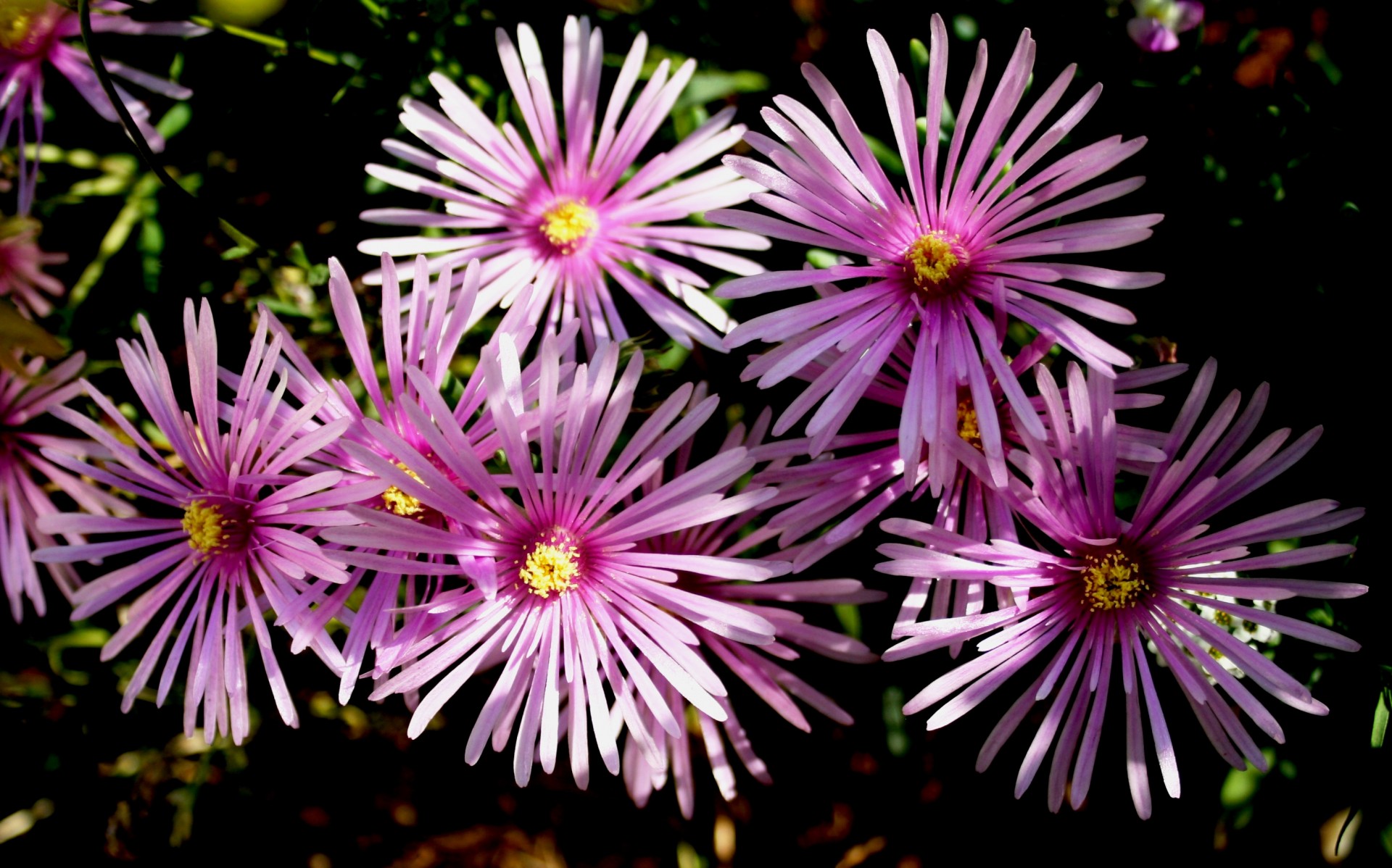 Gėlės,  Žydi,  Violetinė-Rožinė,  Skanėsto,  Petite,  Smailas & Nbsp,  Žiedlapis,  Graži,  Sultingas,  Augalas