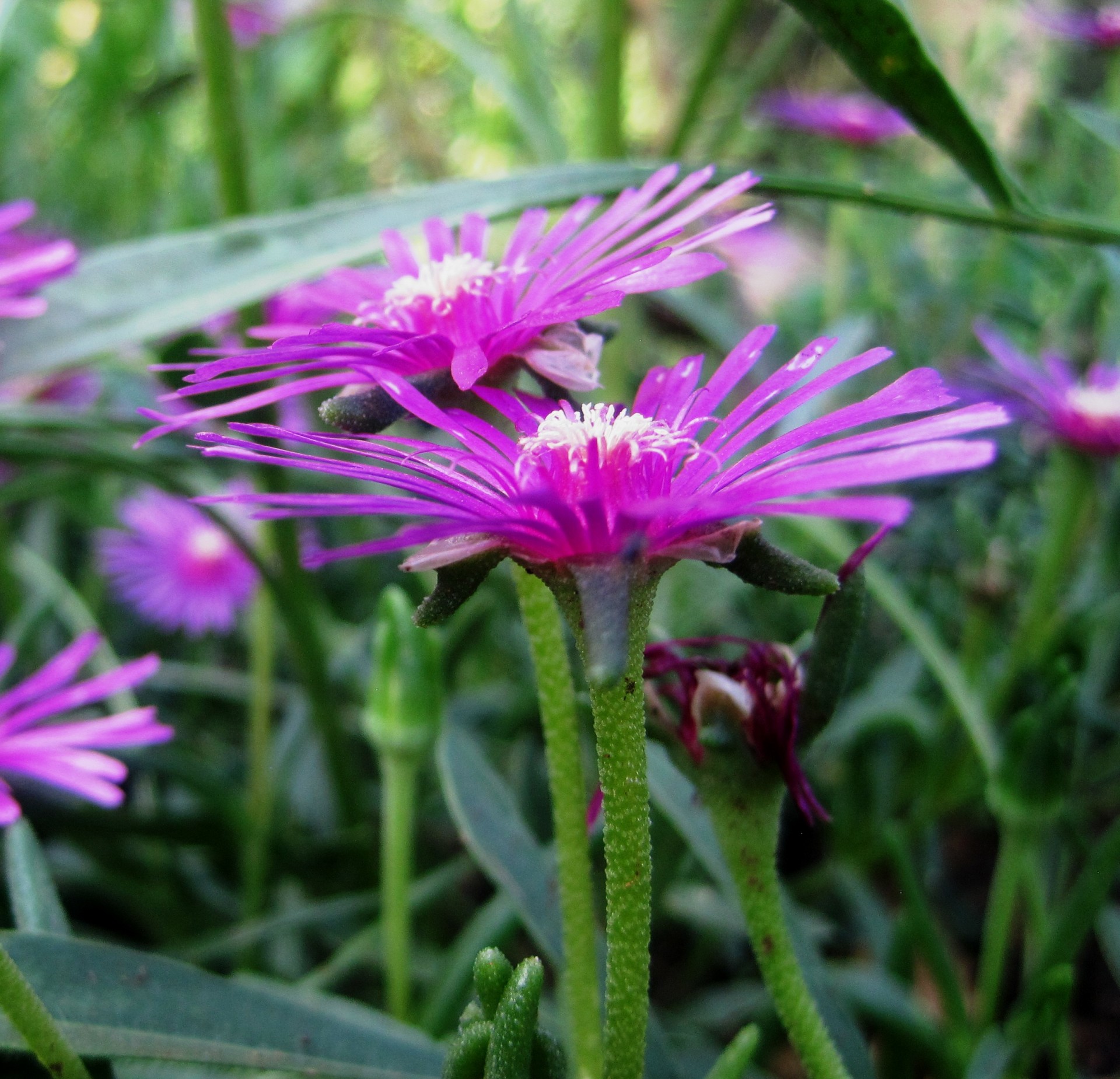 Vygies,  Rožinė,  Šviesus,  Sultingi,  Stiebai,  Tiesiai,  Gėlės,  Pink Vygies, Nemokamos Nuotraukos,  Nemokama Licenzija