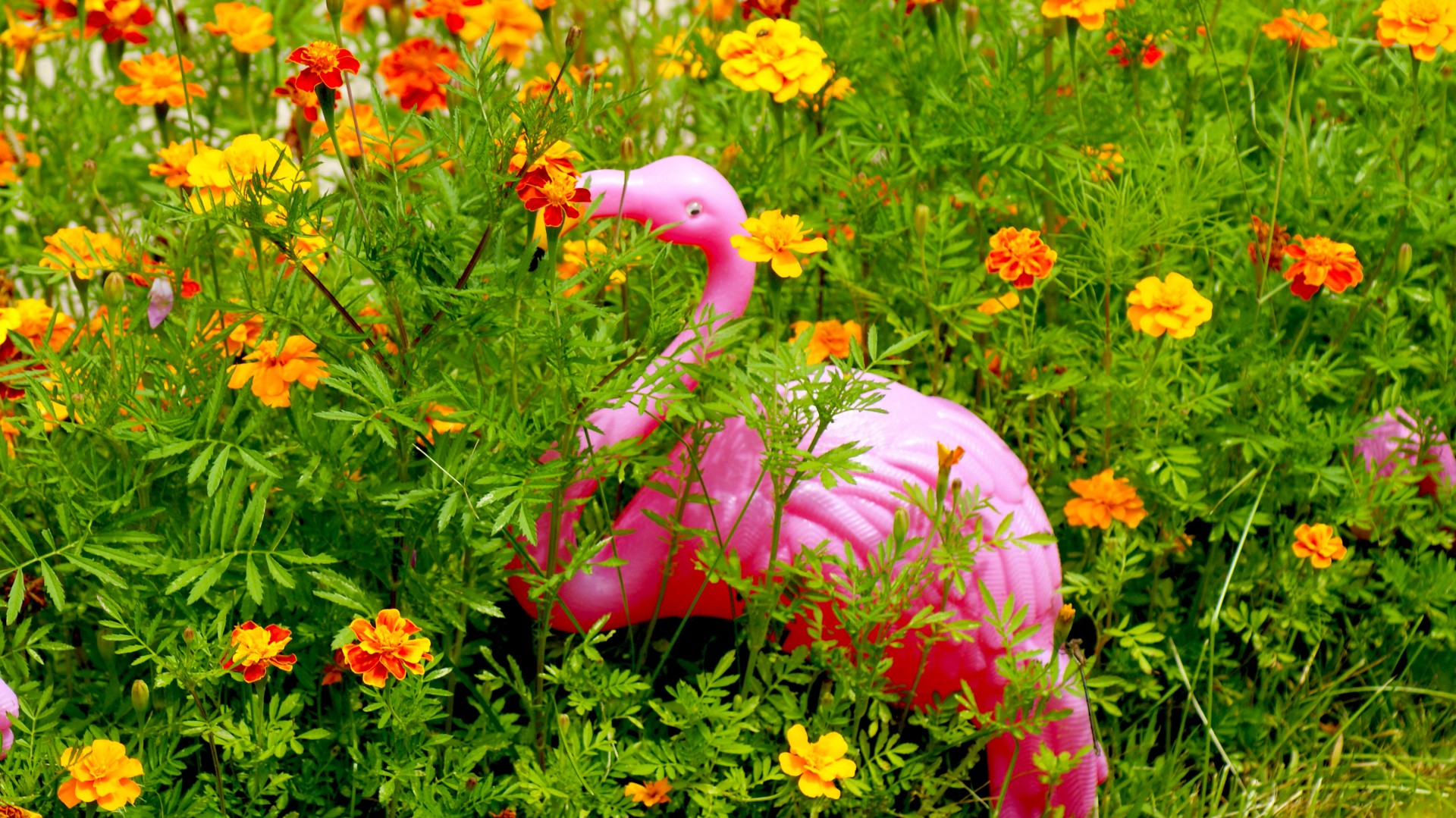 Rožinis,  Kiemas,  Flamingo,  Oranžinė,  Gėlės,  Rožinė Kiemas Flamingo, Nemokamos Nuotraukos,  Nemokama Licenzija