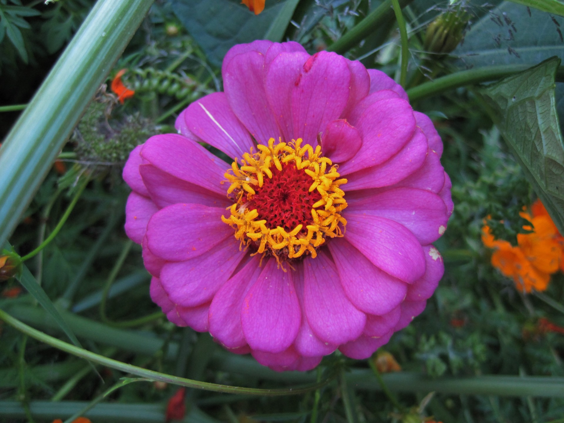 Zinnia,  Gėlė,  Rožinis,  Centras,  Geltona,  Rožinė Zinnijos Gėlė, Nemokamos Nuotraukos,  Nemokama Licenzija