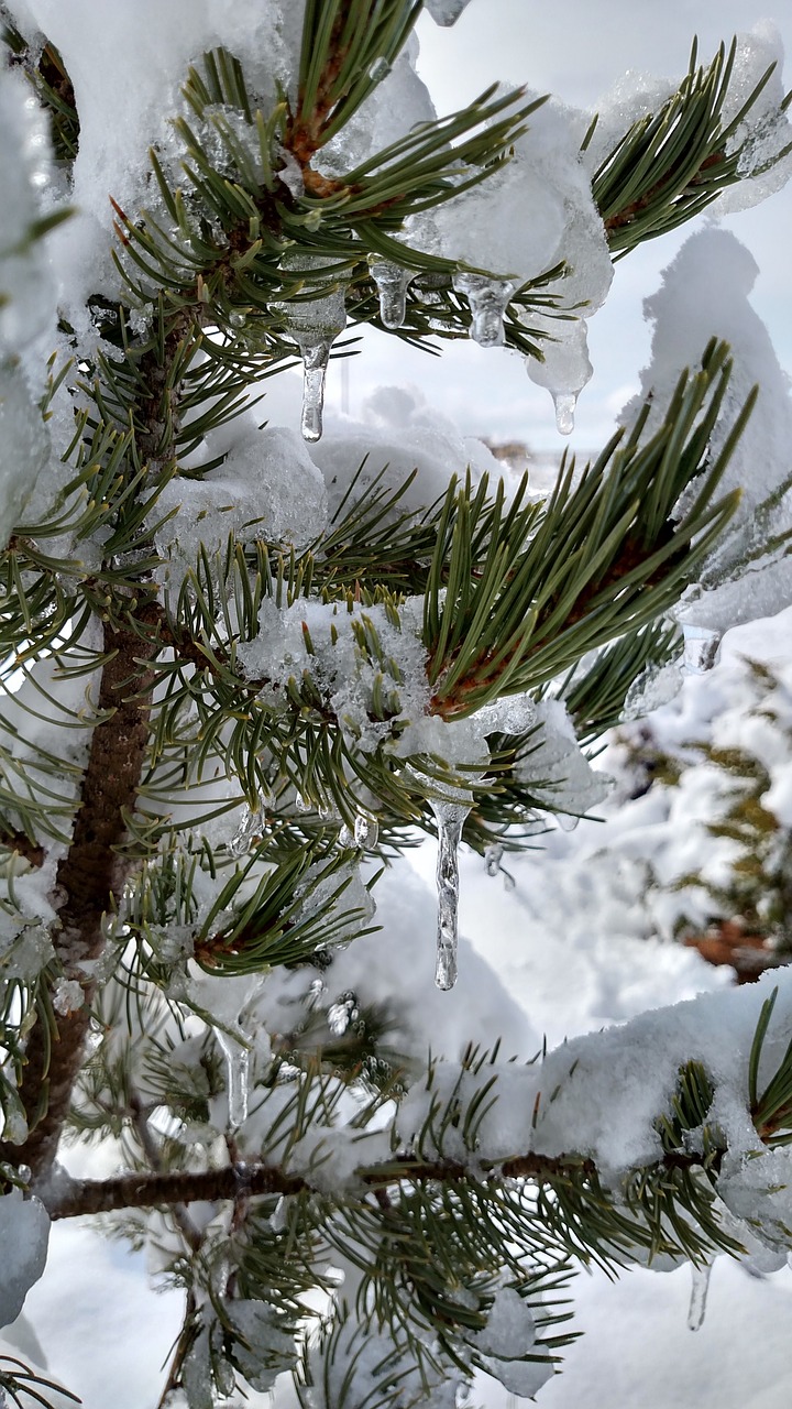 Pinus Edulis, Pin, Visžalis, Medis, Sniegas, Žiema, Varveklių, Nemokamos Nuotraukos,  Nemokama Licenzija