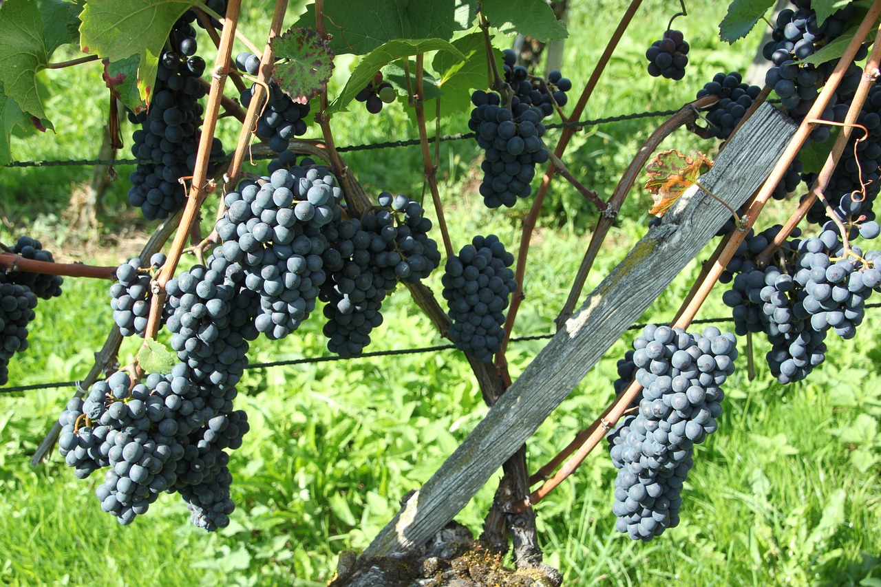 Pinot Noir,  Vaisiai,  Alpinistas,  Žemdirbystė,  Vynuogynas,  Augti,  Vynuogės,  Vynuogynai,  Vynmedis,  Vyno Regionas