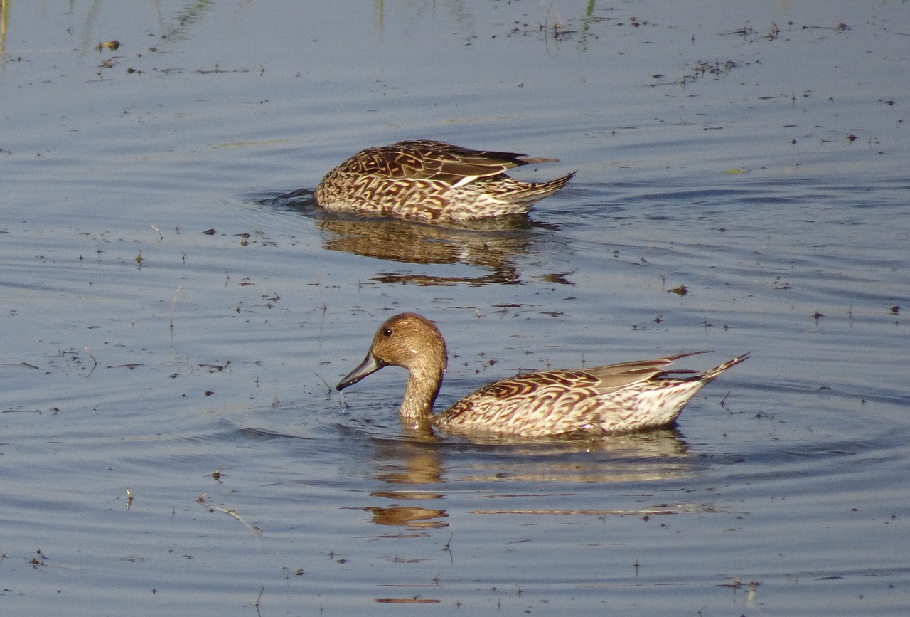 Pintail, Šiaurinė Pintail, Anas Acuta, Antis, Paukštis, Moteris, Dabbling, Ežeras, Baseinas, Vanduo