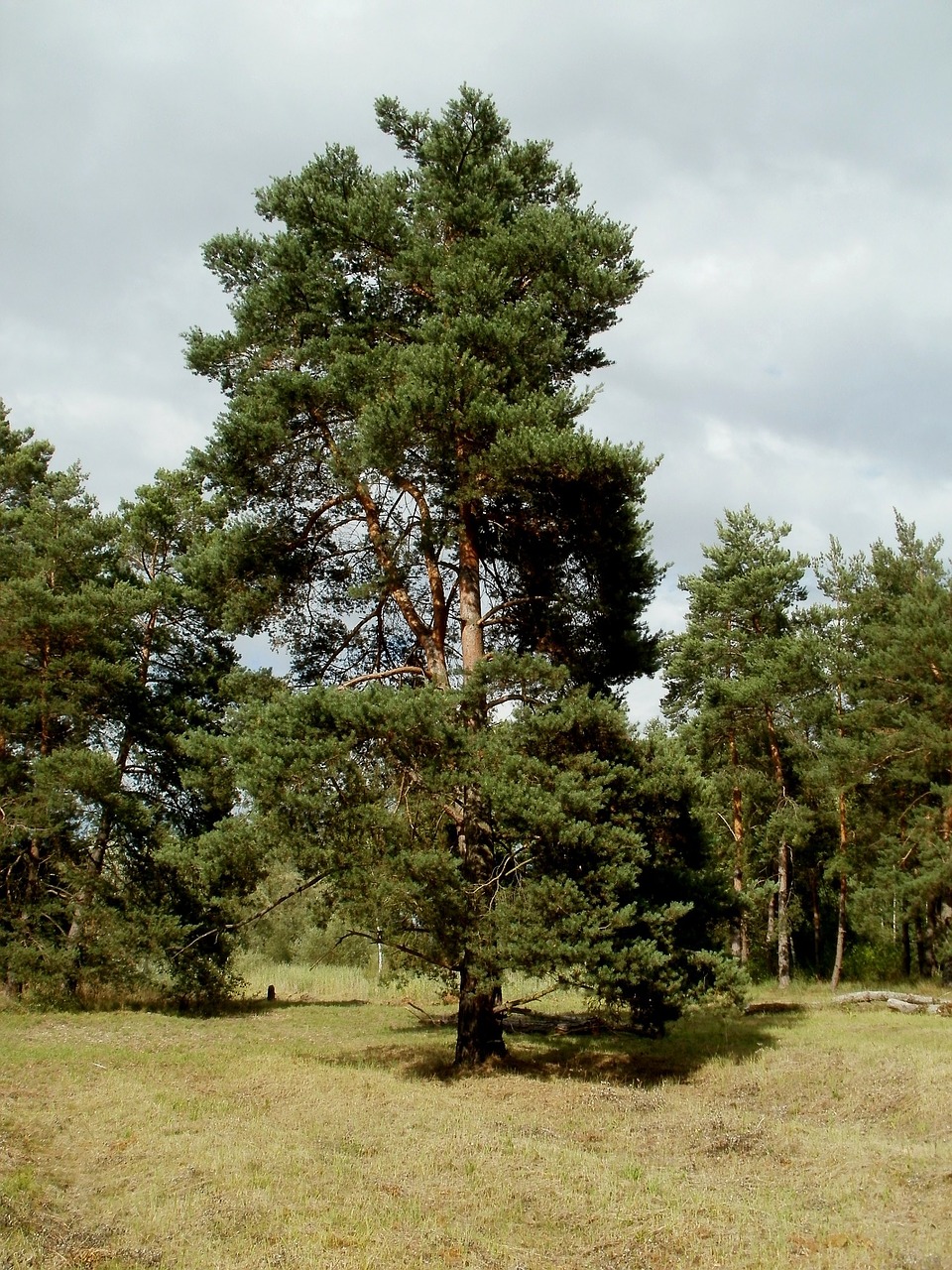 Pinus, Sylvestris, Pušis, Medis, Gamta, Kraštovaizdis, Augalas, Mediena, Aplinka, Lauke