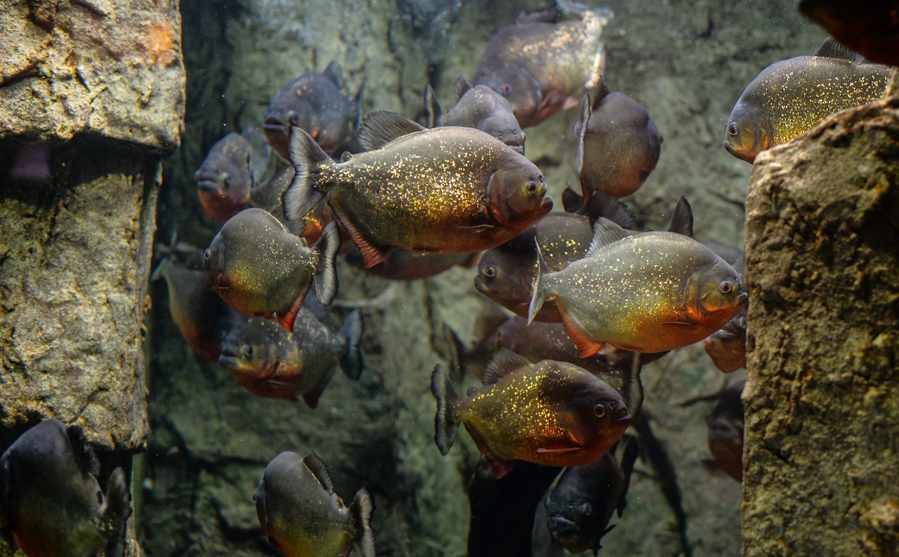 Piranhas, Žuvis, Akvariumas, Gyvūnas, Vanduo, Laukinė Gamta, Povandeninis, Gamta, Dantys, Plėšrūnas