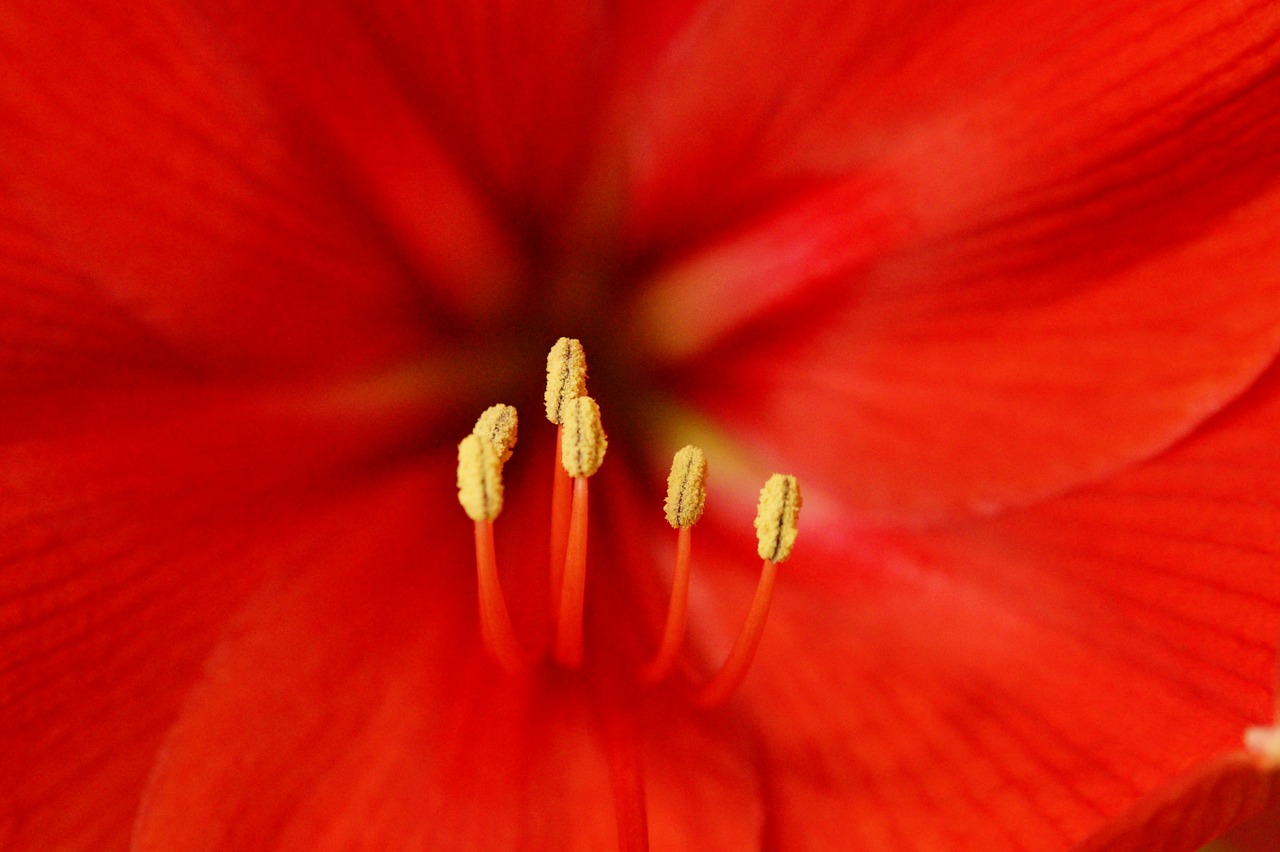 Pistil, Žiedadulkės, Antetas, Gėlė, Žiedas, Žydėti, Raudona, Amaryllis, Nemokamos Nuotraukos,  Nemokama Licenzija