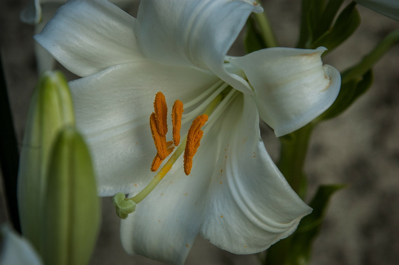 Pistil, Lelija, Balta, Žiedas, Žydėti, Gėlė, Žiedadulkės, Uždaryti, Augalas, Žydėjo