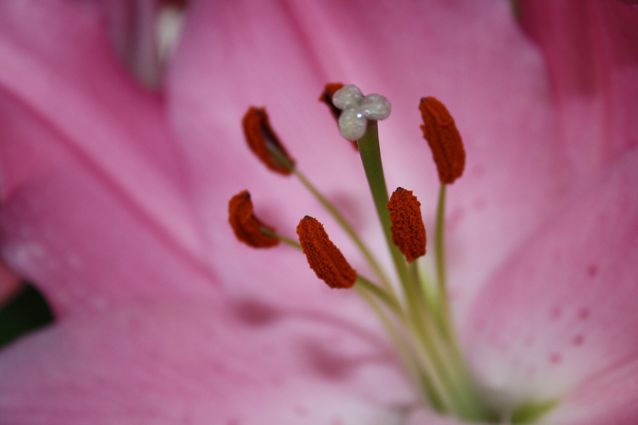 Pistil, Žiedadulkės, Makro, Rožinis, Uždaryti, Nemokamos Nuotraukos,  Nemokama Licenzija